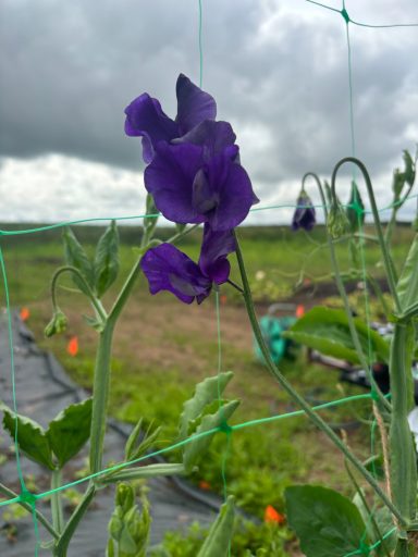 Sweet Pea “Joyce Stanton“