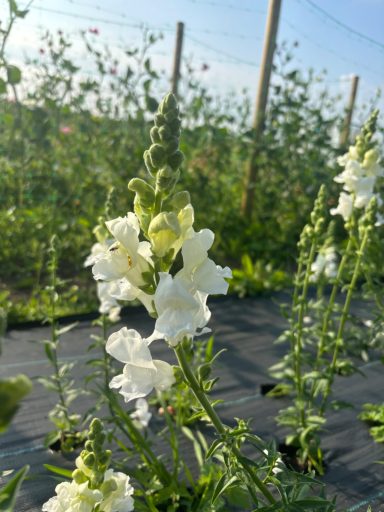 Antirrhinum “Madame Butterfly White”