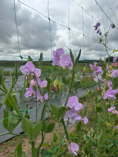 Sweet Pea “Ethel Grace”