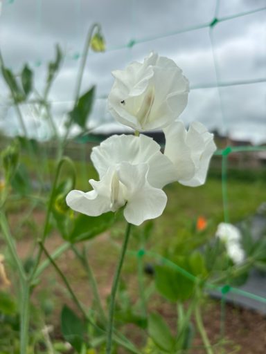 Sweet Pea “White Frills”