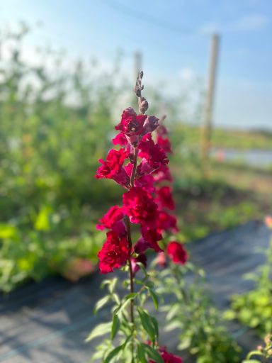 Antirrhinum “Madame Butterfly Dark Red”