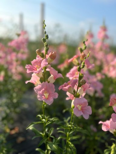 Antirrhinum “Chantilly Light Pink”