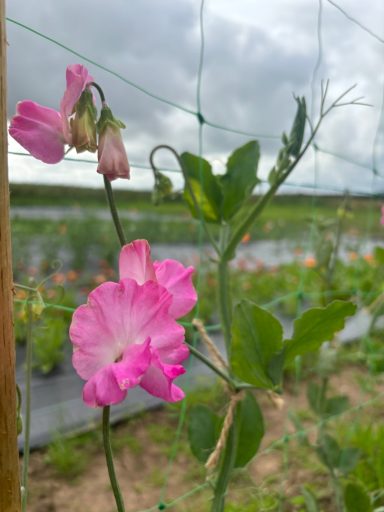 Sweet Pea “Gwendoline ”