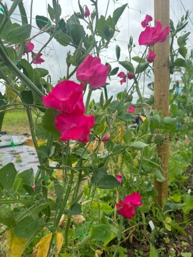 Sweet Pea “Judith Wilkinson”