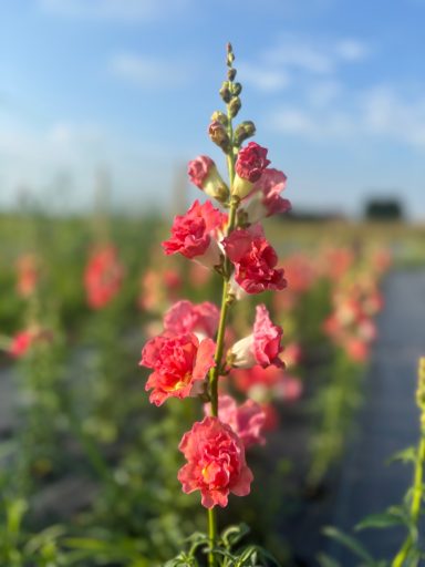 Antirrhinum “Madame Butterfly Bronze”