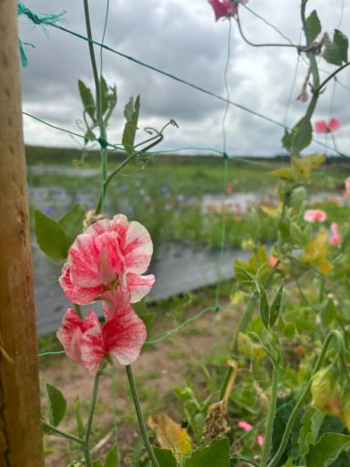 Sweet Pea “Geoff Hughes”