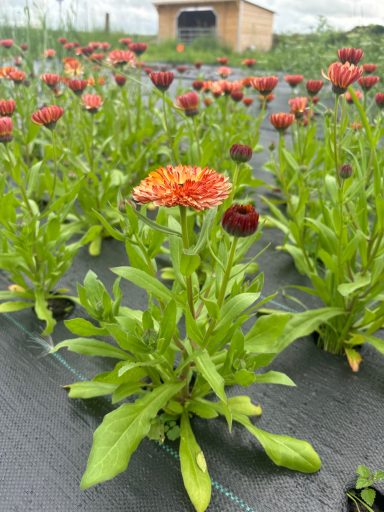 Calendula “Coffee Cream”