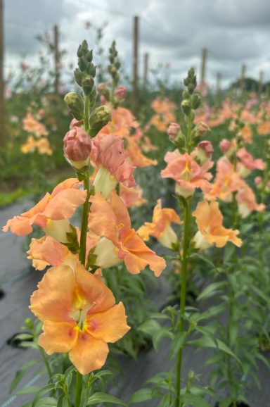 Snapdragon “Chantilly Light Salmon”