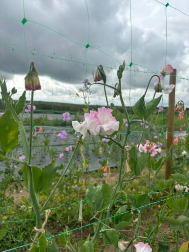 Sweet Pea “ Anniversary”